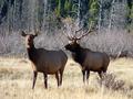 Lust - is it a sin for a Bull Elk?