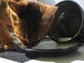 Kitty and Milk