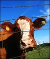 bovine queen
