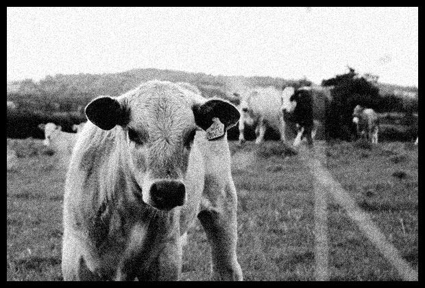 Moo