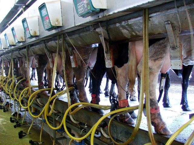 Dairy Cows Being Milked