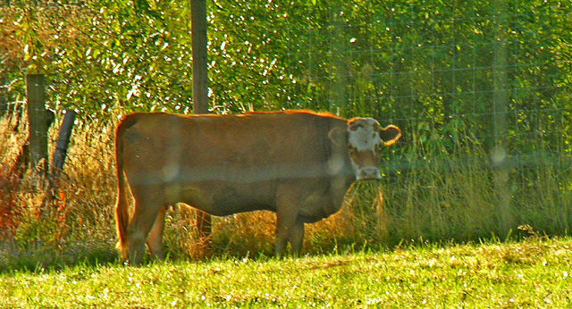 Behind the Fence