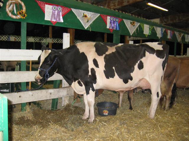 County Fair Dairy Cow