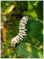 Destructive Larva
