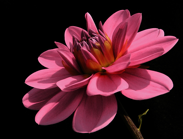 Delicate & Lovely