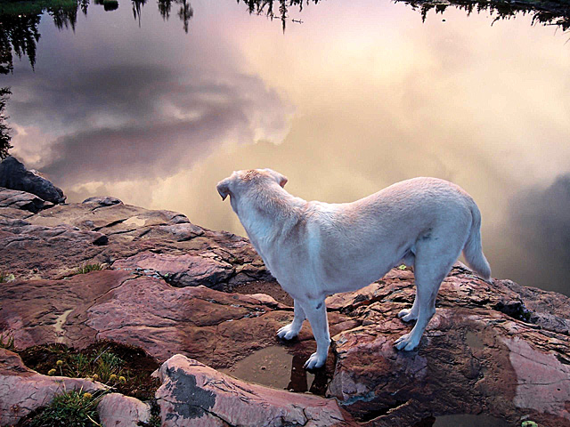 Dusk & Labrador