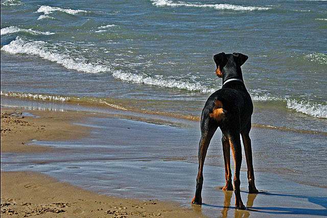 Doberman and Lake