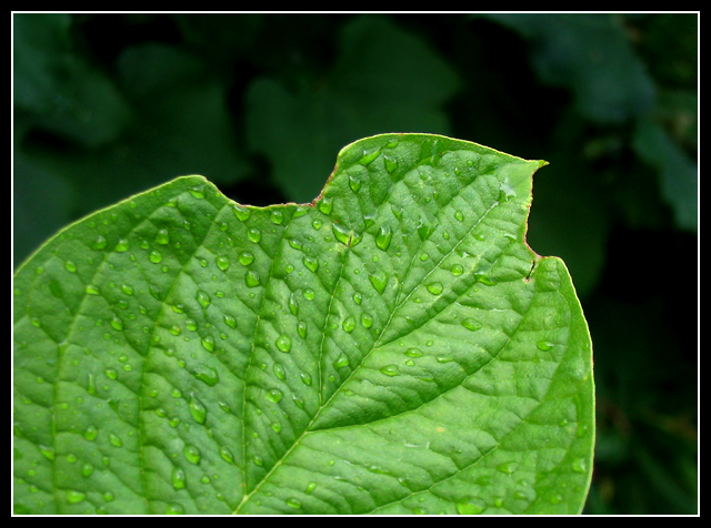 Dew and Leaf