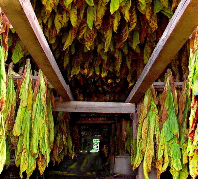 Drying & Leaves