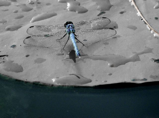 Dragonfly & Lilypad