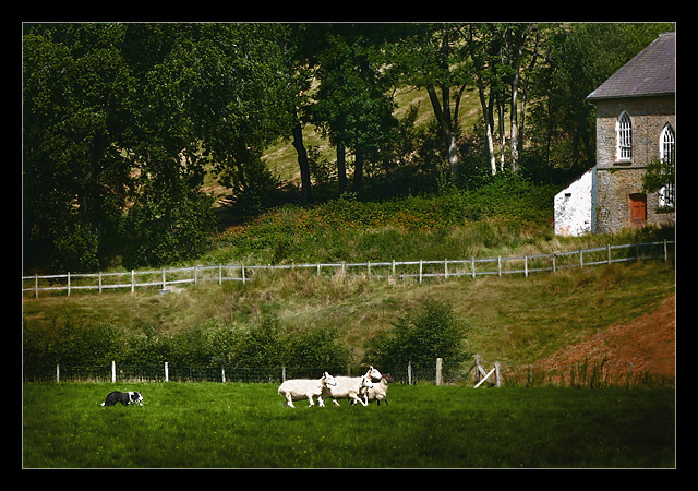 Dafad Llanymddyfri, Dog & Lamb