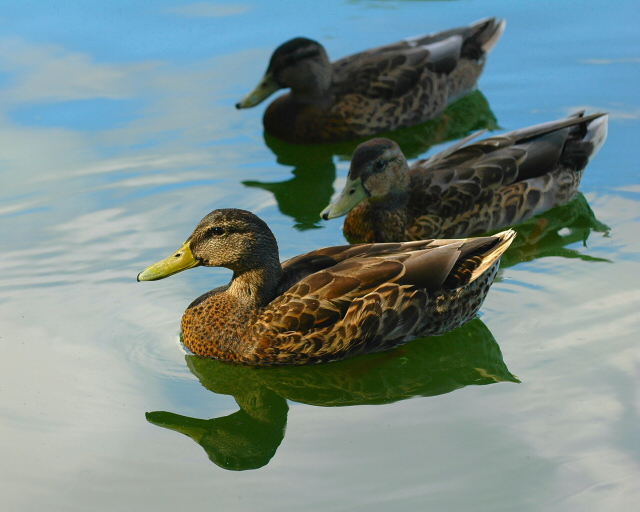 Duck and Lake