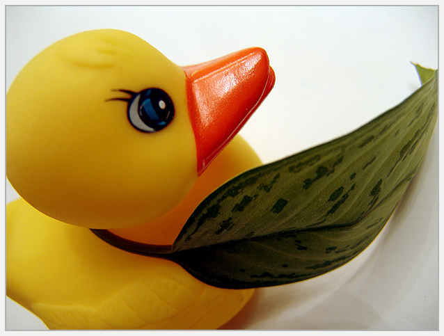 "Leaf that Duck Alone..."