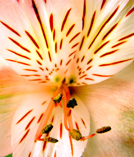 Delicate & Lovely