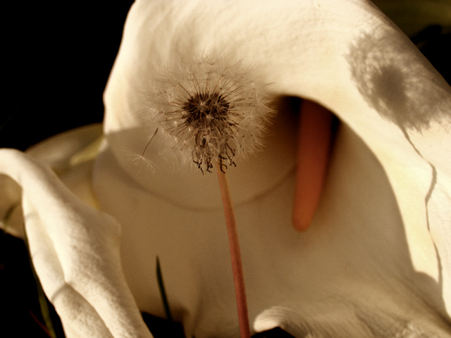 Dandelions and Lillies