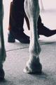 Horse and Her Shoes