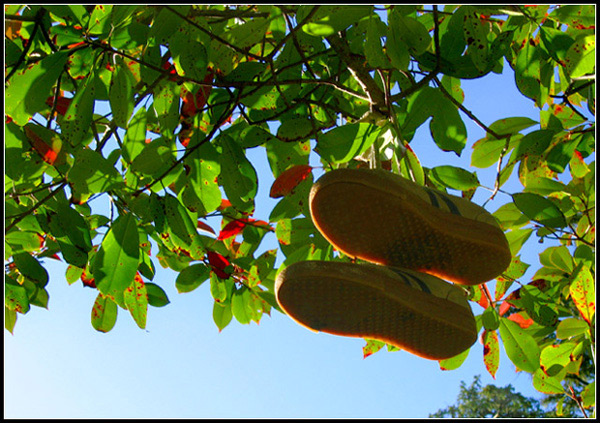 Ripe for the Picking