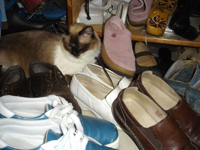 My cat loves my shoes