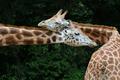 Necking In The Shadows