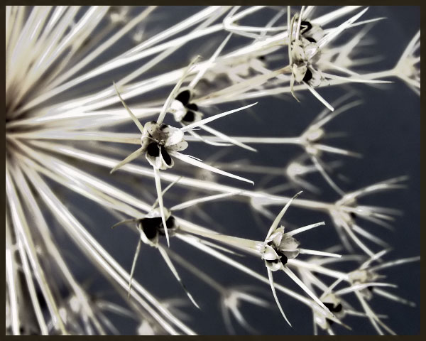 Gone To Seed