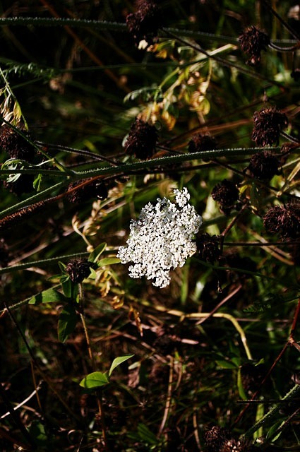 Il Fiore