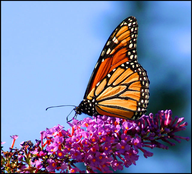 Butterfly Beauty