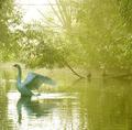 Idle ducks