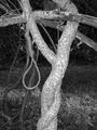 twisted judicial branch