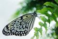Paper Kite Butterfly