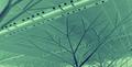 Metal Green Woodland