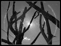 Torn Branches