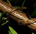 The Vines That Tie