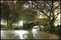 Midnight Canopy