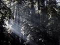 Rays Thru Redwood Branches