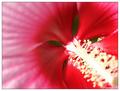 Heart of the Hibiscus (Branching Corolla)