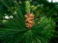 CA Pine Cone