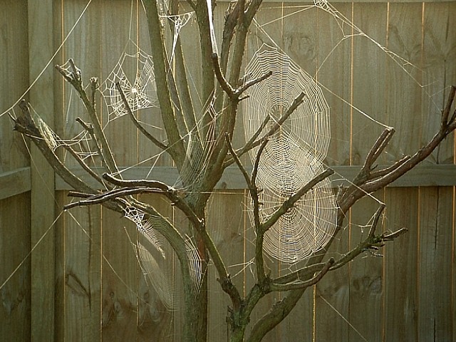 Nature Garden Art