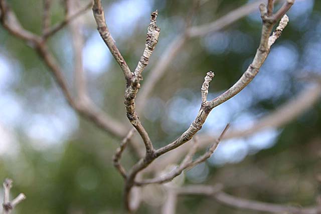 Dieing branch