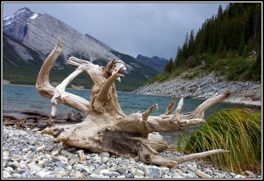 Dead Branch Drifting