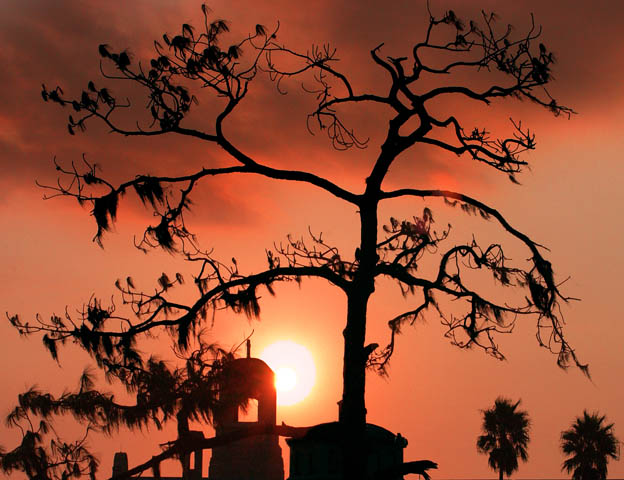 Dead Tree Branchs