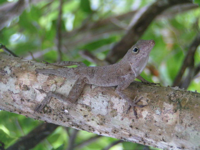 Lizard