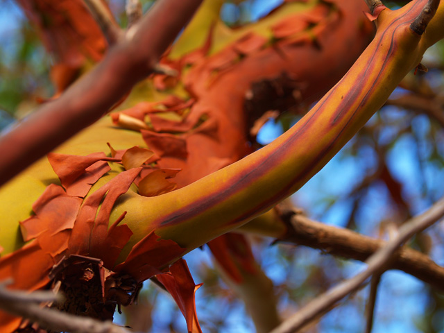 arbutus branches