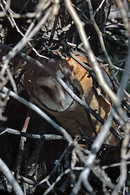 Living in the branches.