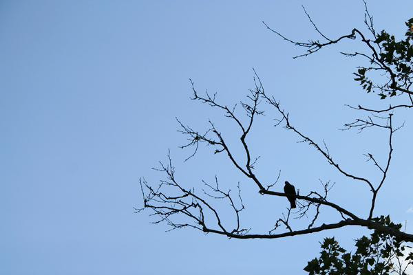 Out on a limb