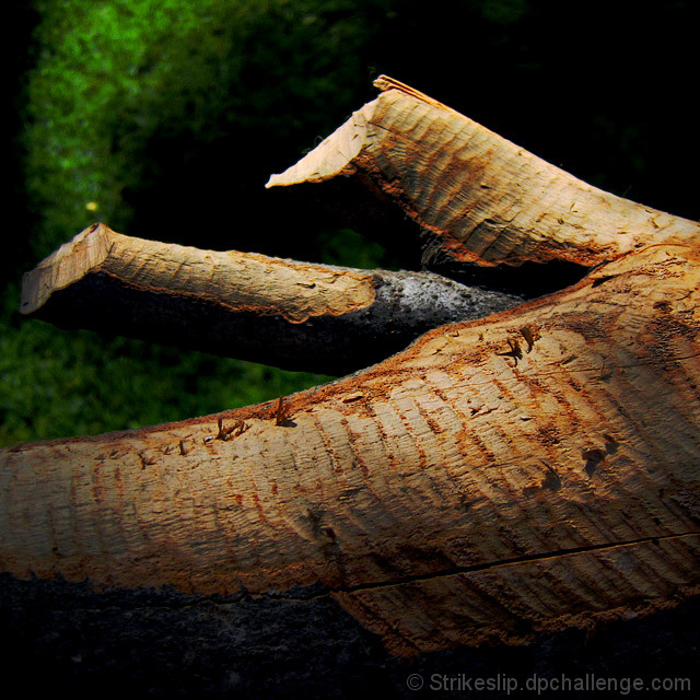 Beaver-Chewed Branch