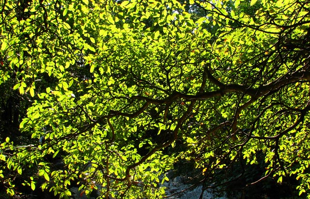 Branch - back light