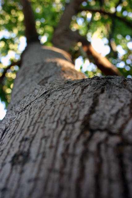 The Branches Within A Branch