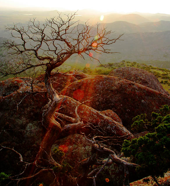 Reaching for the Sun