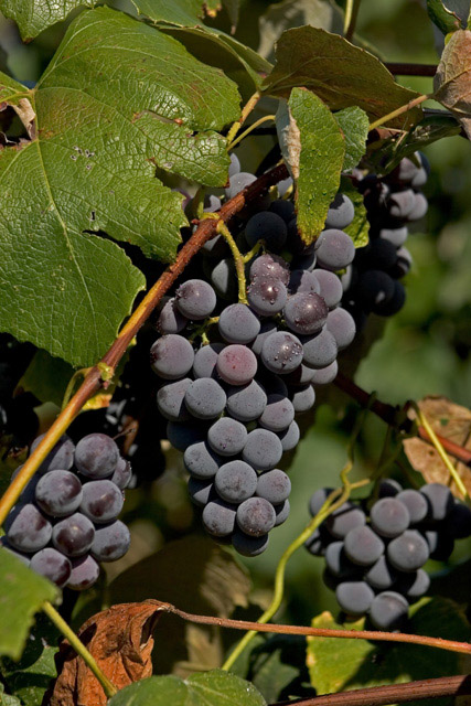 Fruit of the Vine