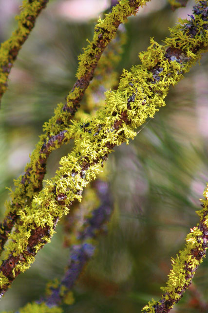 Lichen Laden